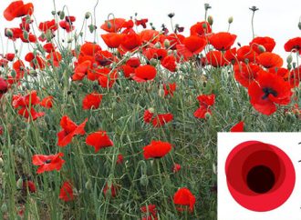 Травень нагадує про цінність миру, – Юлія Тимошенко з нагоди Днів пам’яті та перемоги над нацизмом